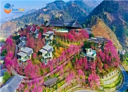 Tour Du Lịch Mù Cang Chải Mùa Mai Anh Đào 3N2Đ